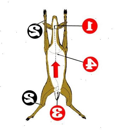 Hur man klär en hjort. Knyt ett starkt rep eller rem runt djurets horn, eller under huvudet så högt upp på halsen som möjligt.