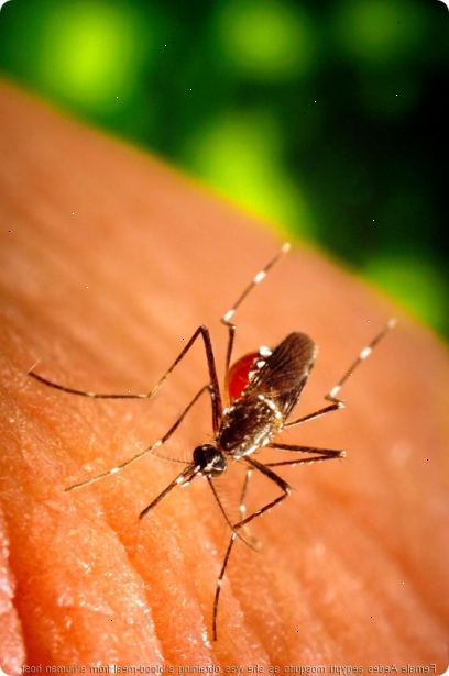 Hur kan man förhindra att få denguefeber. Vet tiden dengue myggor biter.