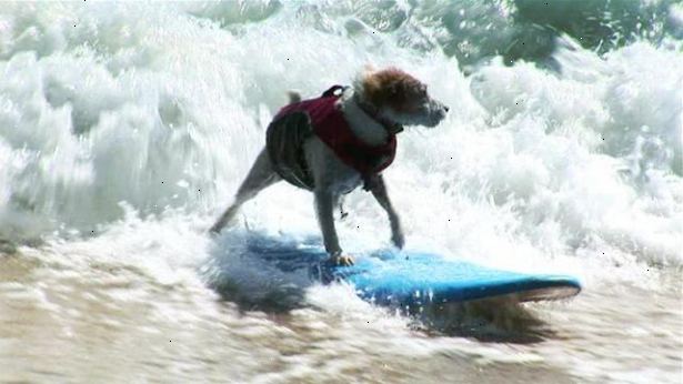 Hur man väljer en surfbräda för din hund. Få lite hunds nite surfbrädor ut hund.