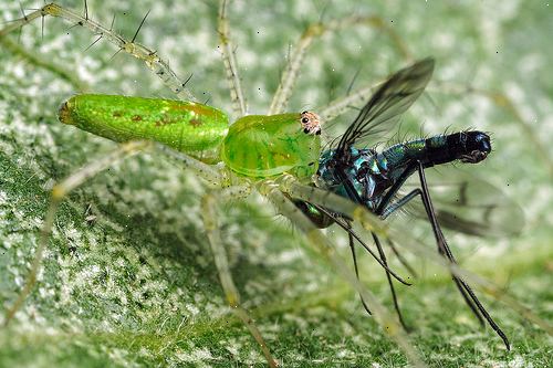 Hur man äter en insekt eller spindeldjur. Inse att vissa människor äter insekter på en regelbunden basis.