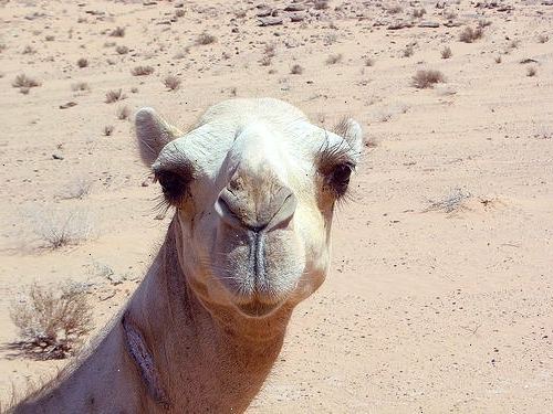 Hur återfå kontrollen över en skrämd kamel. Tänk dig en snabb demontera.