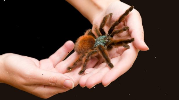 Hur att övervinna rädslan för spindlar. Exponera dig själv och möta dina rädslor.