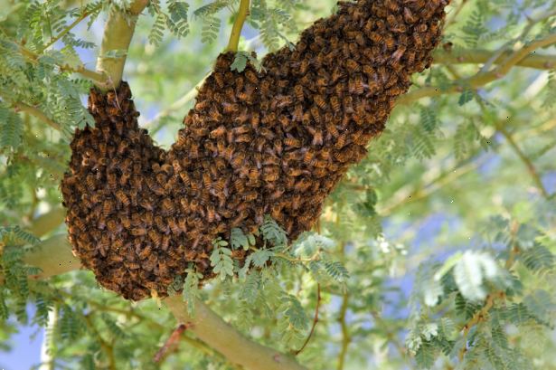 Hur fly från mördarebin. Var medveten om de triggers som uppmuntrar Africanized honungsbin att attackera, så att du kan undvika att provocera en attack.