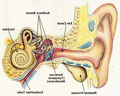 Hur man kan bota en öroninfektion. Diagnos svårighetsgraden av öroninfektion.