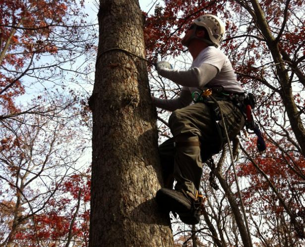 Hur man klättra ett träd. Hitta en fin robust, stora träd.