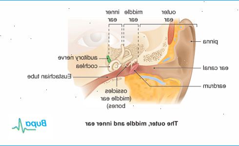 Hur man kan behandla en yttre öroninfektion. Förstå tecken på en yttre öroninfektioner, även kallad extern otit.