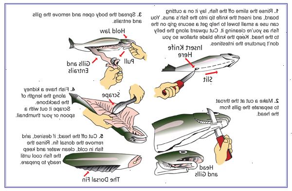 Hur att rengöra en fisk. Kontrollera din fisk för dimmiga ögon och blod.