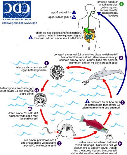 Hur kan man förhindra Anisakiasis från parasiter i fisk. Undvik att äta otillräckligt tillagad fisk och skaldjur.