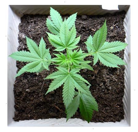 Hur man odlar medicinsk marijuana. Få ett recept från en läkare.