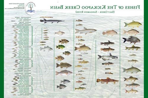Hur man fiskar en liten bäck. Leta reda på en liten bäck eller bäck lämplig för fiske.
