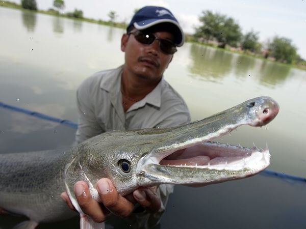 Hur man fiskar för alligator gar. Många sydstatare kommer att berätta den lämpligaste metoden för fiske efter Gars är bowfishing!